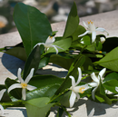 Dolce&gabbana devotion feminino eau de parfum 100ml